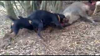 caza de jabali con jagdterrier afijo encinomadas en el barranco de los mendondos [upl. by Sallee]