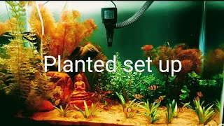 Overview of an Ordinary Planted Aquarium 2024naturetank communitytank aquarium fishtank [upl. by Stillman]