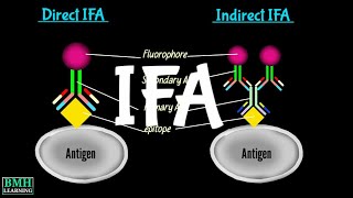 Immunofluresence Assay  IFA  Direct Immunofluresence  Indirect Immunofluresence [upl. by Ahcmis]