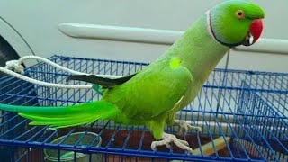 My Parrot Talking Is Always Superb 👌 [upl. by Silbahc]