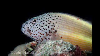 Freckled Hawkfish  Paracirrhites forsteri [upl. by Ateval546]