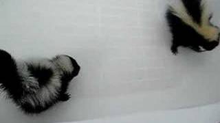 Mary Cummins Animal Advocates Baby skunks stomping playing [upl. by Lander]