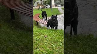 Black pitbull 🖤 short pitbull yt [upl. by Warenne]