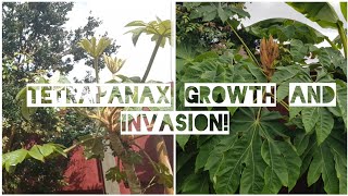 Tetrapanax Growth and Invasion in One Season [upl. by Grinnell]