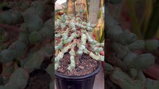 Euphorbia Clivicola On Graft from My Plants Collection [upl. by Alarick]