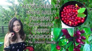 ALL YOU NEED TO KNOW ABOUT DRENJINA  CORNELIAN CHERRY DOGWOOD [upl. by Bond]