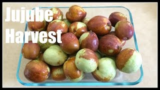 Jujube Ziziphus jujuba in my Front Yard Food Forest  Ninja Gardening  Episode 72 [upl. by Nytsyrk17]