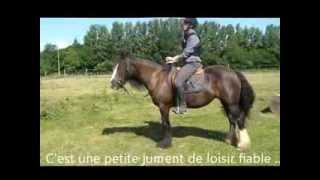 VALIANT DE FIRFOL Femelle Irish Cob Pleins papiers de 5 ans à vendre [upl. by Picco11]