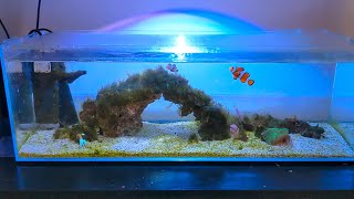 SIMPLE NANO REEF  NO SKIMMER NO SUMP  Algae Update [upl. by Pius]