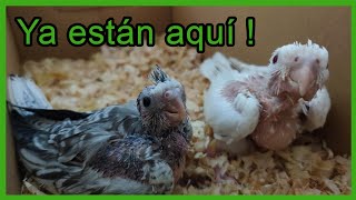 ðŸ¤ðŸ£ NINFAS PAPILLERAS Cria de Ninfas 2022 [upl. by Enileuqcaj723]