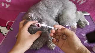 How to Clean Your Dog’s Ear Hair Like a Pro – Groomer’s Secrets [upl. by Eidahs]