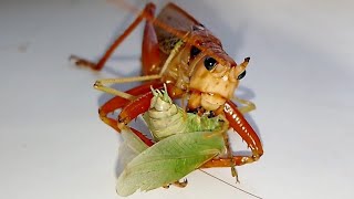 Гигантский Кузнечик ест Кузнечика Giant Katydid is eating Katydid [upl. by Ultima]