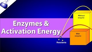 Enzymes and Activation Energy [upl. by Bobker628]