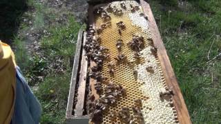 Beekeeping  Will Your Hive Swarm [upl. by Iteerp]