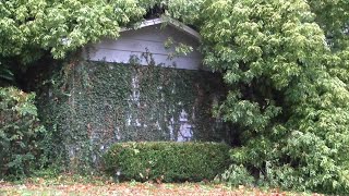 Inches from tragedy Woman survives tree falling into home [upl. by Alleb]