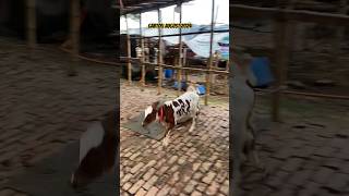 Gabtoli Haat Update August 2024 goruloversofchattga viralvideo bullsfight cow [upl. by Ainuj]