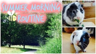 Guinea Pig Summer Morning Routine [upl. by Georgeanna]