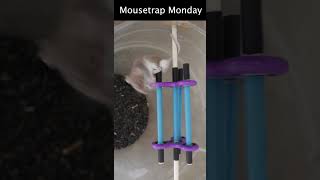 Catching Mice With A Fidget Spinner Trap [upl. by Anthe]