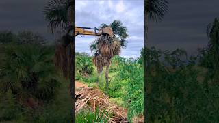 Road construction excavator clears roadside palm trees [upl. by Nace]