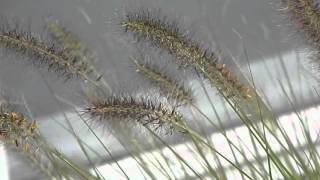 Pennisetum alopecuroides Hameln [upl. by Nomzzaj]