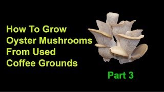 How To Grow Oyster Mushrooms From Used Coffee Grounds  Part 3 Final Steps And Harvest [upl. by Lleznov]