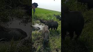 animal videoswild pigs animal farmboarhog pigs [upl. by Ahsek393]