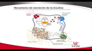 Implicación de ETV5 en la secreción de insulina [upl. by Finzer]