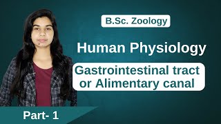 Human Physiology  Gastrointestinal tract or Alimentary canal  B Sc amp M Sc [upl. by Halverson]