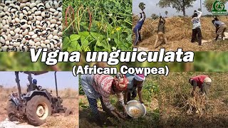 General cultivation of cowpeaVigna unguiculata in West Africa [upl. by Arbuckle285]