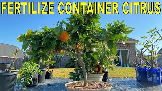 Complete Guide To FERTILIZING CITRUS TREES In Containers [upl. by Nekcarb]