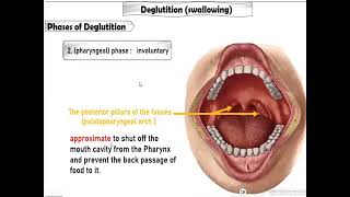 Swallowing deglutition physiology of the GIT [upl. by Cristobal]