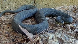 SN6 YELLOWBELLIED WATERSNAKE Nerodia erythrogaster flavigaster In East Texas [upl. by Auhs107]