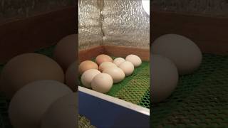 Setter to hatcher hatchlings na naman guys hopefully 21 eggs to may 6 na RIR eggstochicks [upl. by Bellina]