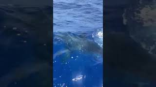 🦈Massive 20 ft Great White Shark SightingFlorida Keys [upl. by Megargee]