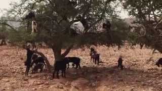 STRANGE BUT TRUE Goats Climbing amp Falling From Trees  Morocco  Unbelievable Travel Vlog [upl. by Arannahs982]