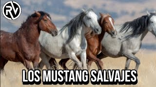 Caballos Mustang  El Espíritu Salvaje del Oeste [upl. by Ardnaxila]