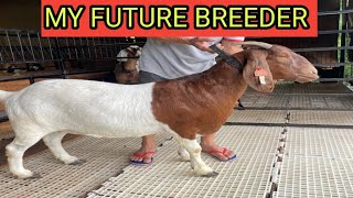 AUSTRALIAN FULL BLOOD BOER GOATS everyone boergoatfarm goatfarmlife [upl. by Damon258]