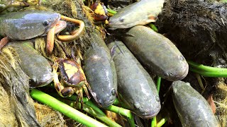 Amazing Just Pull UP Water Hyacinth Plant From Canal Founding Eel Fish Eating Water Hyacinth Root [upl. by Adirf]