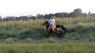 RODEO CHILENO [upl. by Eelreveb197]