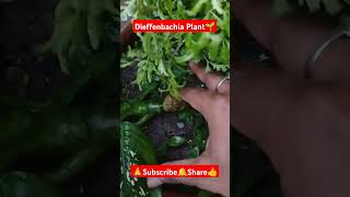 Dieffenbachia Plant shorts viralvideo plantgrowth houseplants dieffenbachia gardening plant [upl. by Eceertal]