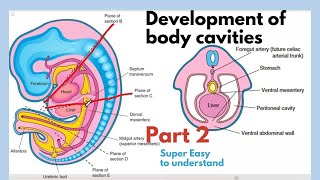 Development of body cavities  Thoracic Cavity Development  Embryology of body cavities  Easiest [upl. by Christin]