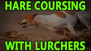 Hare Coursing With Lurchers  Working Lurchers [upl. by Notyad]