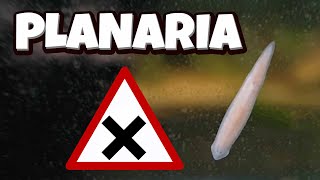 Planaria  How to manage them DIY trap [upl. by Giesser]