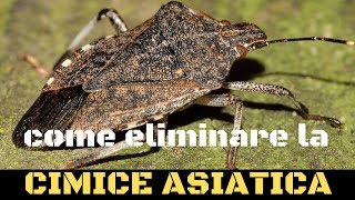 Cimice asiatica come combatterla [upl. by Aruol]