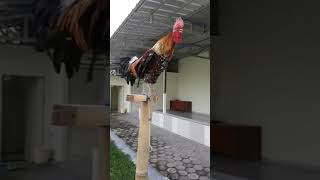 Funny Rooster Laughs At Funny Birds  try not to laugh [upl. by Rebmyt789]