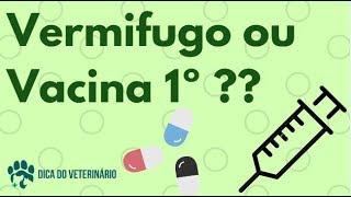 Novo Filhote em Casa Vermifugo ou Vacina Primeiro [upl. by Benioff]