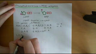 Cyclic AMP Signalling Part 4 [upl. by Trescha]