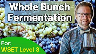 Whole Bunch Fermentation for WSET Level 3 [upl. by Ceporah883]