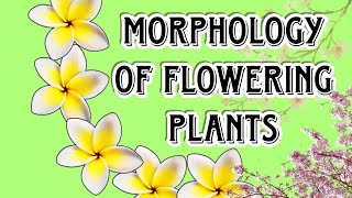 Morphology of Flowering plants the beauty of nature [upl. by Dion]