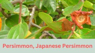 Diospyros kaki Growing Guide Japanese Persimmon tree by Gardeners HQ [upl. by Tamqrah]